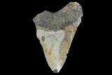 Bargain, Fossil Megalodon Tooth - North Carolina #91671-1